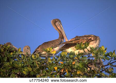 Stock Image - everglades, pelicans, islands, 000, 10, family. Fotosearch