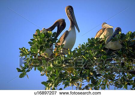 Stock Photo - everglades, pelicans, islands, 000, 10, family. Fotosearch
