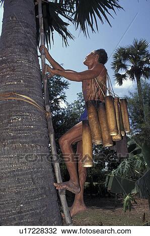 Stock Image - farmer, people, cambodia, person, fruit, tree. Fotosearch