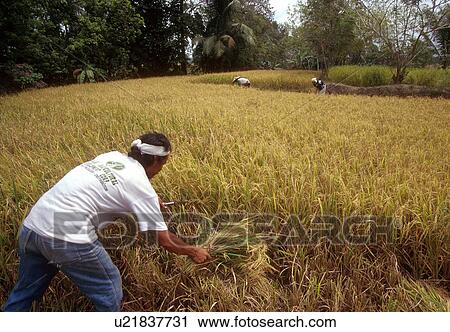 farmer, summer, philippines, 3598, person, people View Large Photo Image Stock Image - farmer, summer, philippines, 3598, person, people. Fotosearch