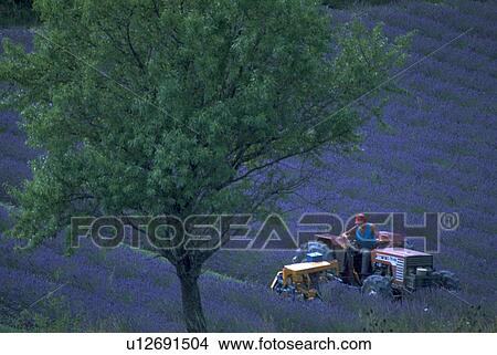 farmer, tree, field, lavender, nature, flowers View Large Photo Image Picture - farmer, tree, field, lavender, nature, flowers. Fotosearch