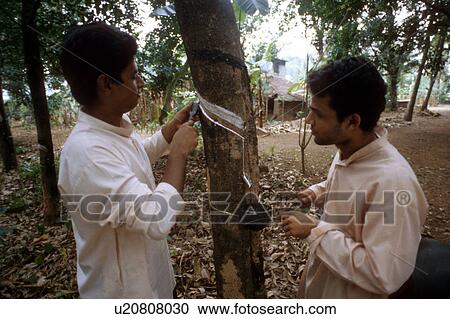 farming, people, india, 5423, person, tree View Large Photo Image Stock Image - farming, people, india, 5423, person, tree. Fotosearch