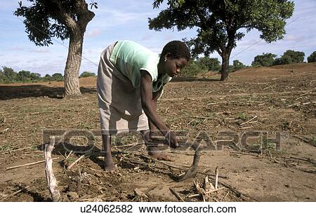 faso, people, burkina, 7634, person, woman View Large Photo Image Stock Image - faso, people, burkina, 7634, person, woman. Fotosearch