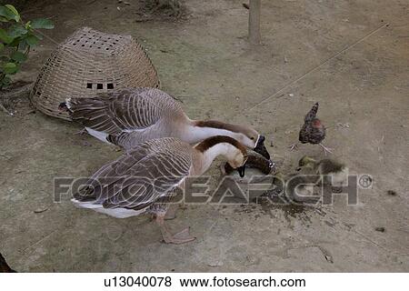 feeding, person, babies, geese, bangladesh, people View Large Photo Image Stock Photo - feeding, person, babies, geese, bangladesh, people. Fotosearch