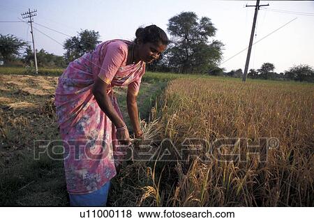 field, person, rice, harvesting, rani, people View Large Photo Image Stock Photo - field, person, rice, harvesting, rani, people. Fotosearch