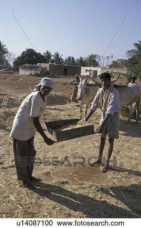 finger, person, crushing, threshing, india, people View Large Photo Image Stock Image - finger, person, crushing, threshing, india, people. Fotosearch