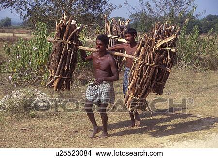 Picture - firewood, india, carrying, males, men, 3615. Fotosearch