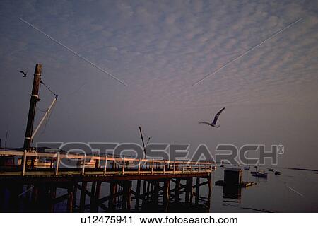 flying, coast, maine, dock, seagulls View Large Photo Image Stock Image - flying, coast, maine, dock, seagulls. Fotosearch