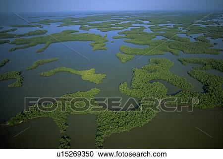 foliage, islands, green, land, swamp, water View Large Photo Image Stock Image - foliage, islands, green, land, swamp, water. Fotosearch
