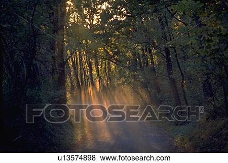 forest, beauty, through, streams, sunlight, nature View Large Photo Image Stock Photo - forest, beauty, through, streams, sunlight, nature. Fotosearch