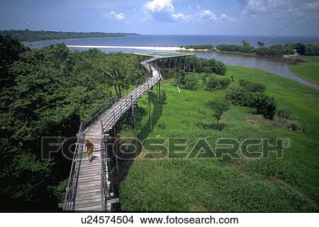 forest, footbridge, amazon, river, down, woman View Large Photo Image Picture - forest, footbridge, amazon, river, down, woman. Fotosearch