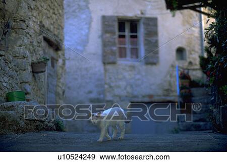 france, white, provence, alley, stone, cat View Large Photo Image Stock Photo - france, white, provence, alley, stone, cat. Fotosearch