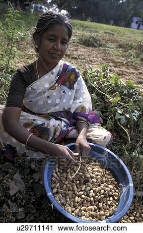 freshly, person, shelling, valliamma, india, people View Large Photo Image Stock Image - freshly, person, shelling, valliamma, india, people. Fotosearch