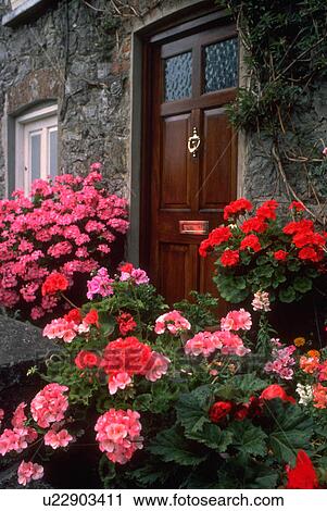 Stock Image - front, brightly, garden, flower, colored, lush. Fotosearch