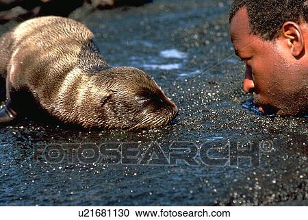 galapagos, baby, ecuador, islands, guide View Large Photo Image Stock Image - galapagos, baby, ecuador, islands, guide. Fotosearch