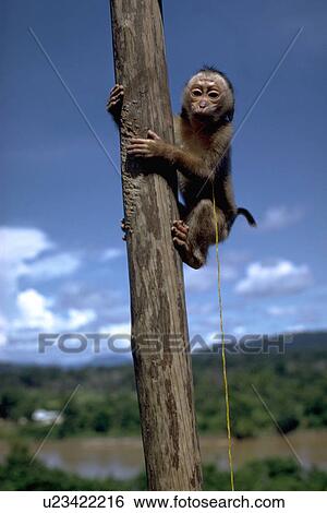 Stock Photograph - gibbon, climbing, monkey, young. Fotosearch