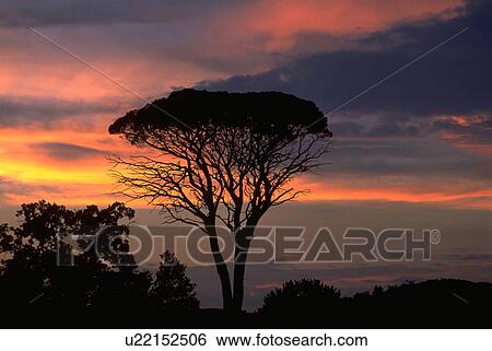 gleaming, nature, silhouetted, hilltop, spreading, tree View Large Photo Image Stock Photograph - gleaming, nature, silhouetted, hilltop, spreading, tree. Fotosearch