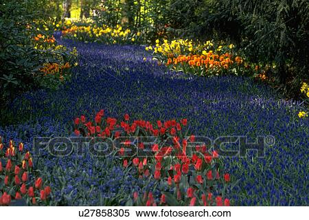 gold, flowers, tulips, red, blossoms, flora View Large Photo Image Stock Photography - gold, flowers, tulips, red, blossoms, flora. Fotosearch