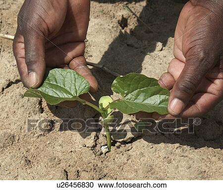 green, pattern, zambia, person, nature, people View Large Photo Image Stock Image - green, pattern, zambia, person, nature, people. Fotosearch
