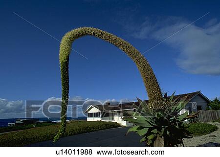 Stock Photo - grove, house, pacific, home, nature, family. Fotosearch