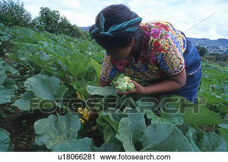 guatemala, people, 5058, women, person, woman View Large Photo Image Stock Image - guatemala, people, 5058, women, person, woman. Fotosearch