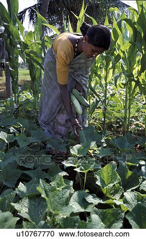 harvesting, people, krishnamana, india, person, woman View Large Photo Image Stock Image - harvesting, people, krishnamana, india, person, woman. Fotosearch
