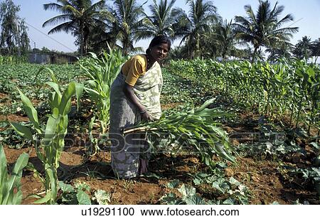 harvesting, people, krishnamana, india, person, woman View Large Photo Image Stock Image - harvesting, people, krishnamana, india, person, woman. Fotosearch