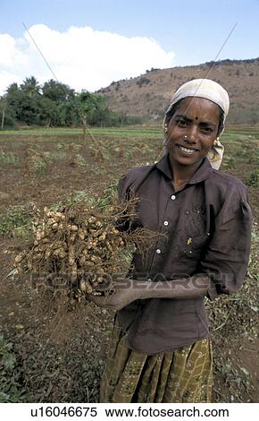 harvesting, people, labourer, india, person, woman View Large Photo Image Stock Photography - harvesting, people, labourer, india, person, woman. Fotosearch