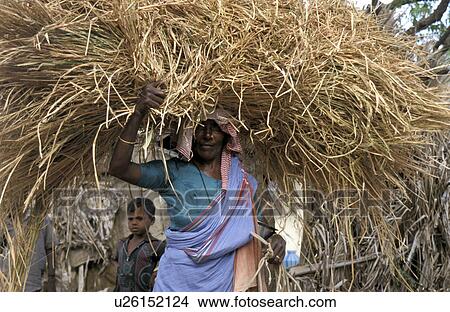 hay, people, carrying, india, person, woman View Large Photo Image Picture - hay, people, carrying, india, person, woman. Fotosearch