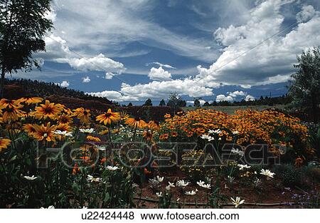 hispanic, flowers, mexico, new, northern, scenic View Large Photo Image Stock Photo - hispanic, flowers, mexico, new, northern, scenic. Fotosearch