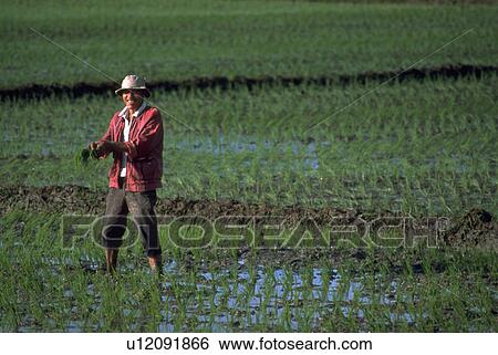ilocos, worker, philippines, norte, water View Large Photo Image Stock Photograph - ilocos, worker, philippines, norte, water. Fotosearch