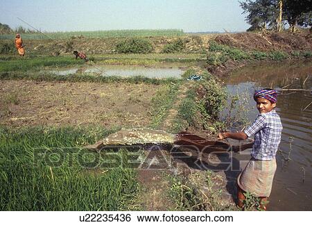india, field, irrigating, boy, 3611 View Large Photo Image Stock Photograph - india, field, irrigating, boy, 3611. Fotosearch
