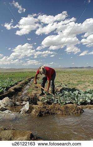 irrigation, person, vegetables, growing, mongolia, people View Large Photo Image Stock Image - irrigation, person, vegetables, growing, mongolia, people. Fotosearch