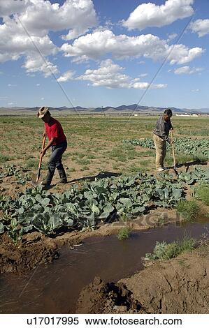 Stock Photography - irrigation, person, vegetables, growing, mongolia, people. Fotosearch