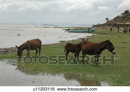 island, person, gudo, tullo, ethiopia, people View Large Photo Image Stock Photograph - island, person, gudo, tullo, ethiopia, people. Fotosearch