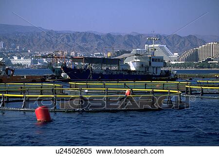 israel, farm, eilat, sea, red, fish View Large Photo Image Stock Photography - israel, farm, eilat, sea, red, fish. Fotosearch