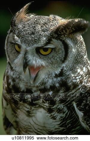 jurong, horned, virginianus, bubo, owl, great View Large Photo Image Stock Photography - jurong, horned, virginianus, bubo, owl, great. Fotosearch