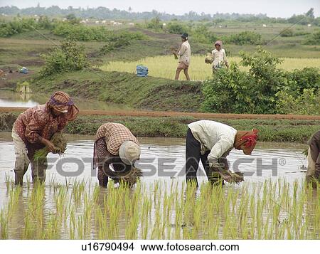Picture - kampong, person, rice, transplanting, cambodia, people. Fotosearch