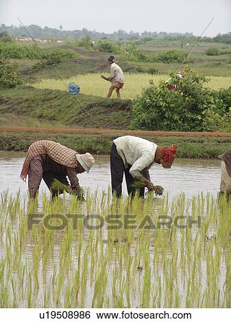 kampong, person, rice, transplanting, cambodia, people View Large Photo Image Stock Photograph - kampong, person, rice, transplanting, cambodia, people. Fotosearch