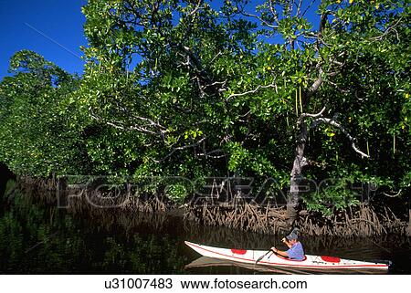 Stock Image - kayak, busuanga, inlet, trees, water. Fotosearch