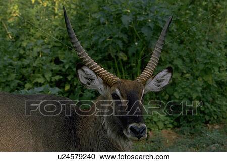 Stock Image - kenya, defassa, closeup, antelope, waterbuck, male. Fotosearch
