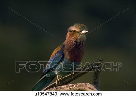 Stock Photo - kenya, roller, samburu, caudata, coracias, llilacbreasted. Fotosearch