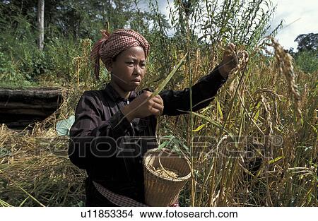krueng, people, cambodia, person, hand, woman View Large Photo Image Picture - krueng, people, cambodia, person, hand, woman. Fotosearch