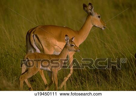 Stock Image - larger, baby, melampus, aepyceros, impala, female. Fotosearch