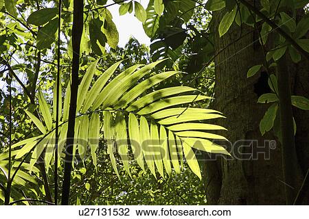 latin, detail, tikal, vegetation, jungle, guatemala View Large Photo Image Stock Image - latin, detail, tikal, vegetation, jungle, guatemala. Fotosearch