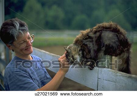longhaired, female, strokes, barn, horse, woman View Large Photo Image Stock Photo - longhaired, female, strokes, barn, horse, woman. Fotosearch