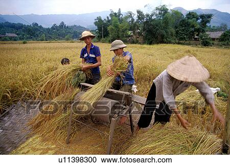 machine, person, treadle, farming, 3393, people View Large Photo Image Stock Image - machine, person, treadle, farming, 3393, people. Fotosearch