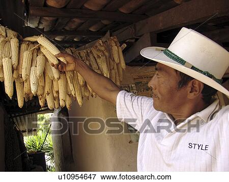 maize, person, drying, farmer, honduras, people View Large Photo Image Stock Photo - maize, person, drying, farmer, honduras, people. Fotosearch