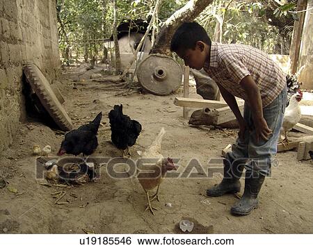 marcala, person, chickens, boy, honduras, people View Large Photo Image Stock Photograph - marcala, person, chickens, boy, honduras, people. Fotosearch
