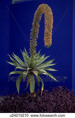 marrakech, nature, plant, exotic, beauty, flower View Large Photo Image Stock Image - marrakech, nature, plant, exotic, beauty, flower. Fotosearch